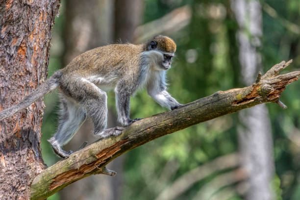 istock Green Monkey - Chlorocebus aethiops, beautiful popular monkey from West Africa 1815025380