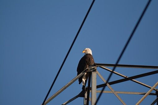 Bald Eagle (Haliaeetus leucocephalus) perched on a power line tower on a sunny winter day.