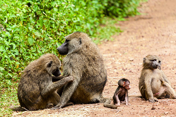 istock Monkey Family In Tanzania 181503741
