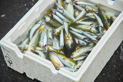 Fishermen catch mackerel fish.