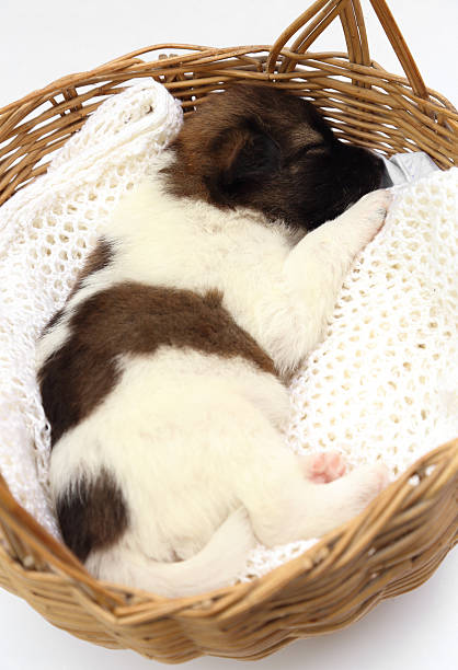 istock little puppy sleeping in basket 181505010