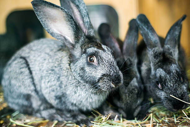 istock beautiful gray rabbit in the hay 181505473