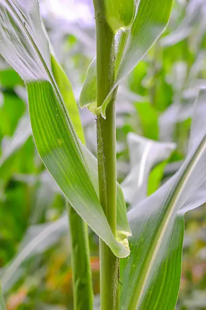 cornstalk field