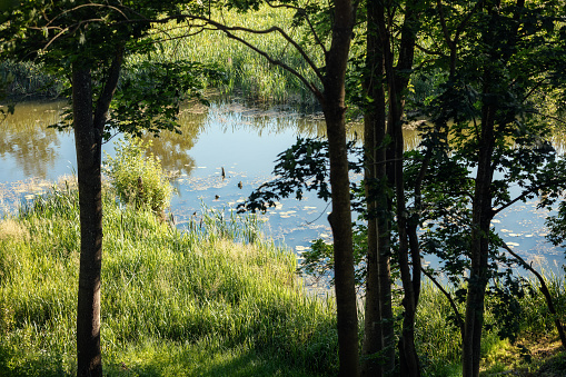 The view through tree branches to the broad river. Horizontal photo.