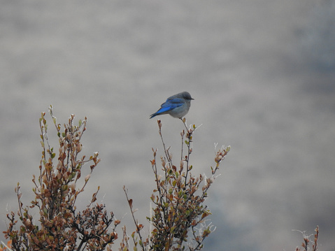 Mountain bluebird snowing