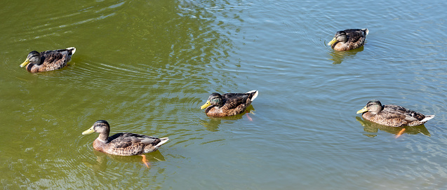 Panoramic shot of five brown ducks in a pond of water from above.