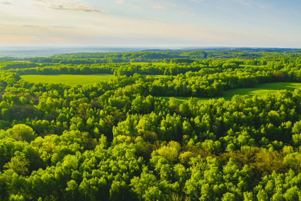 istock Sustainable resources background. Forest aerial view. Drone photography. Spring. Sustainability. 1815066495