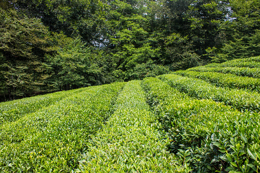 A tea plantation with green rows of bushes on a sunny summer day in Sochi and a space for copying