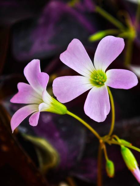 istock Close-up shot of Oxalis triangularis, commonly called false shamrock, 1815079496