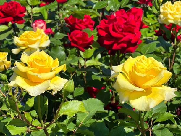 istock Roses flowers yellow and red blossom. 1815079499