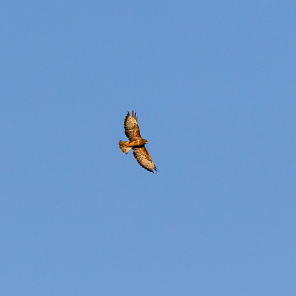 Daytime close-up of a single flying common Buzzard (Buteo buteo) from directly below against a clear blue sky