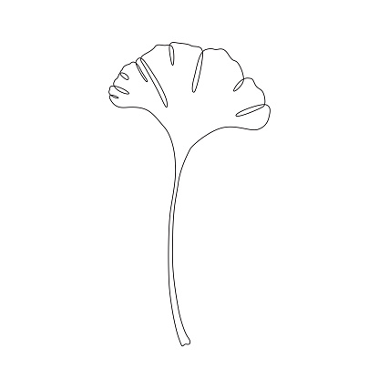 Ginkgo leaf continuous single line drawing with editable stroke