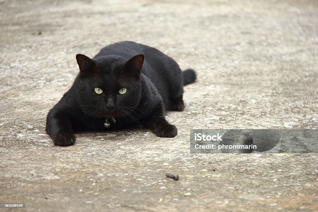 Czarny Kot oczy - Zbiór zdjęć royalty-free (Czarny kolor)