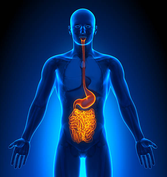 istock Medical Imaging - Male Organs Guts 181508750