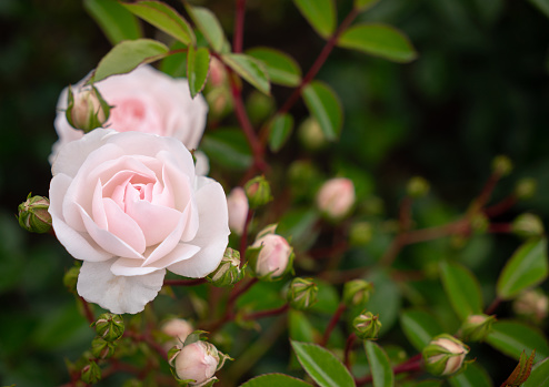 Close up of Seafoam Roses in Garden with Selective Focus and Copy Space