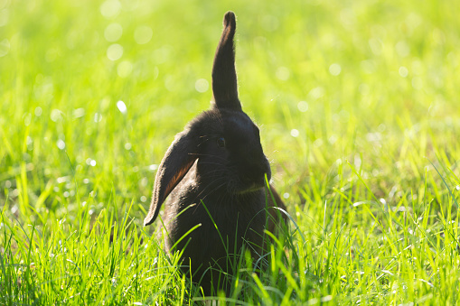 Little cute rabbit sitting on the grass. Black bunny on green background. Summer day