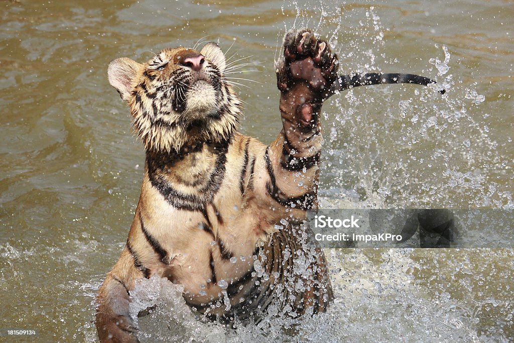 Tigre - Royalty-free Saltar Foto de stock