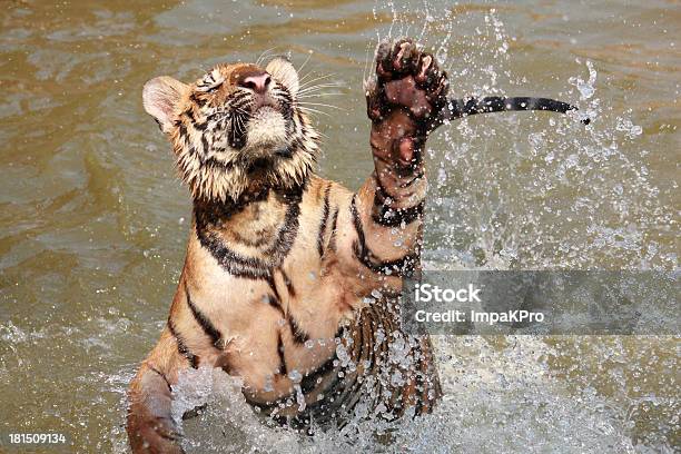 Tigre - Fotografias de stock e mais imagens de Saltar - Saltar, Tigre-de-bengala, Andar