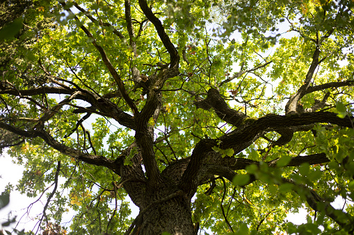 Oak branches. Mighty oak tree with green leaves. Tree in summer. Details of nature.