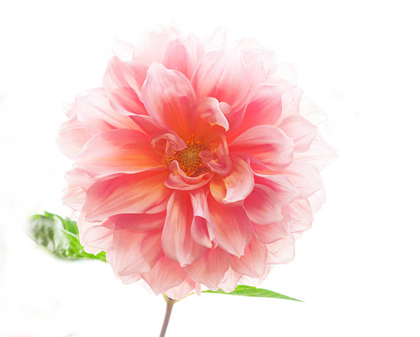 Dahlia Flower stock photo