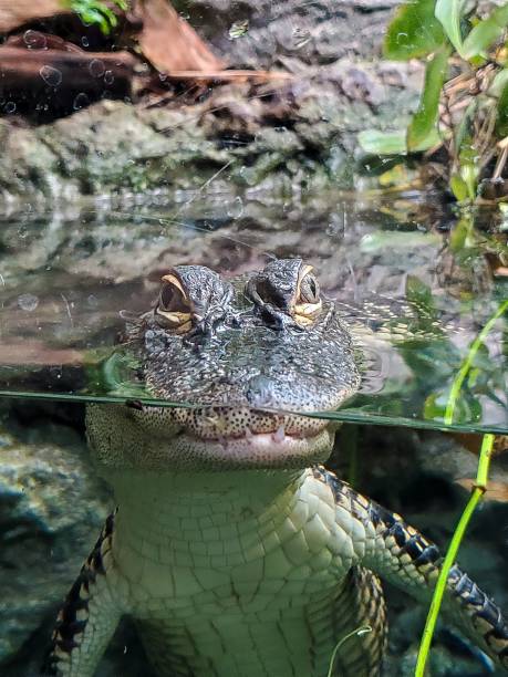 Eye close up of an American Alligator.