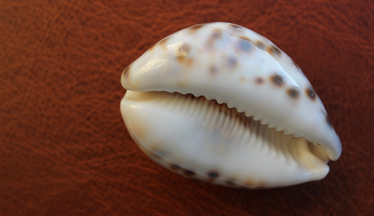 Inner Part Of Cypraea Tigris Shell Closeup Stock Photo