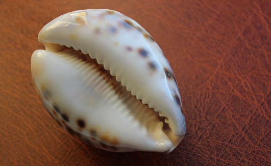 Natural Glance Spotted Cowrie Shell On Leather Surface