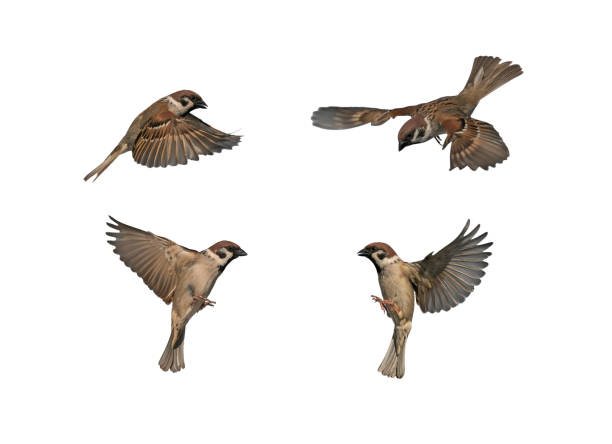 istock set of birds sparrows in various poses fly against a white isolated background with their feathers and wings spread 1815106068