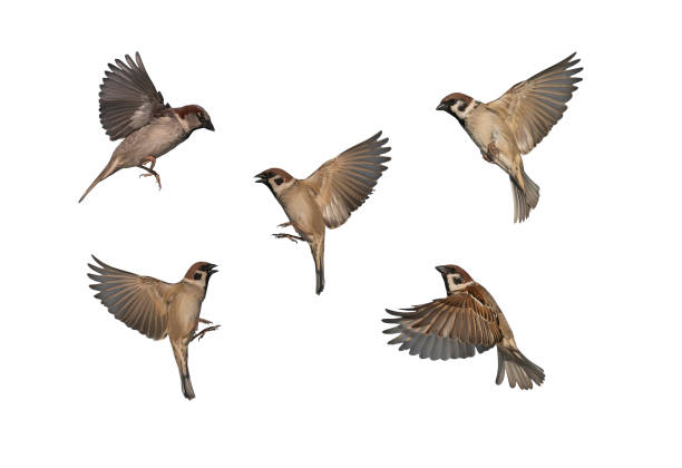 istock set of birds sparrows in various poses fly against a white isolated background with their feathers and wings spread 1815106084