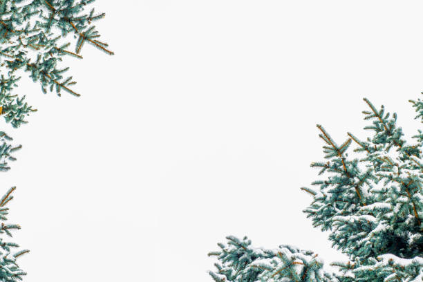 Christmas tree in the snow isolated on a white background. greeting card. winter