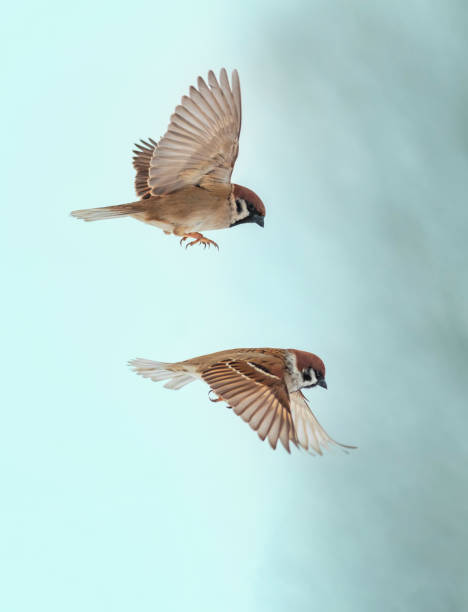 istock two sparrow birds fly against the blue sky with their feathers and wings spread 1815106124