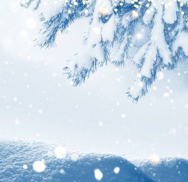 istock Coniferous spruce branch. Frozen winter forest with snow covered trees. 1815106205