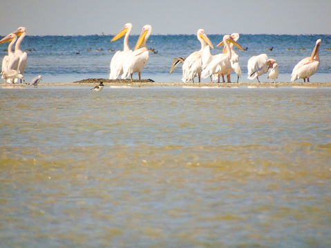 A flock of pelicans near the seashore landed to rest in the bright sun against the background of sea waves