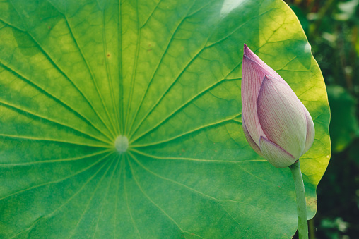 A Lotus flower with big green leave, Zhejiang province, China