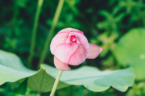 A Lotus flower with big green leave, Zhejiang province, China
