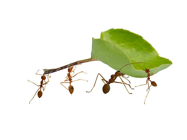 Four ants working together to carry a green leaf stock photo