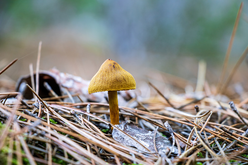 Small mushrooms Conocybe siliginea in the pine forest