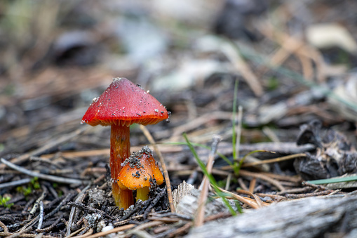 Small red Hygrocybe conica mushrooms