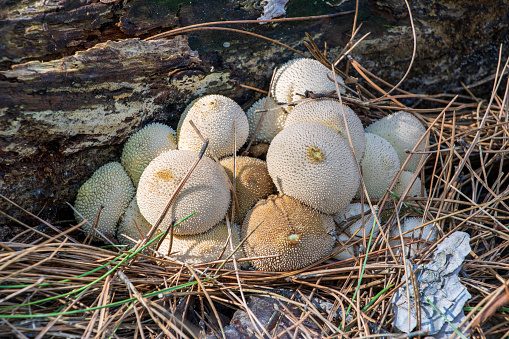 Set of Lycoperdon Perlatum mushrooms in the pine forest