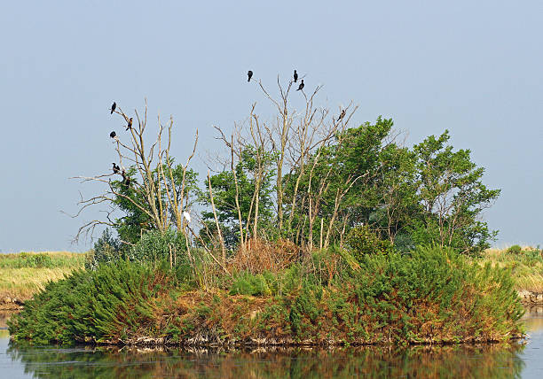 istock black vultures and crows in the uninhabited island 2 181512496