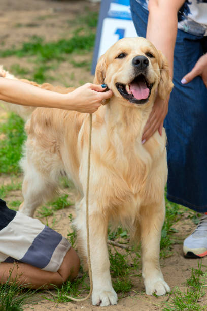 istock Young champion Labrador Retriever at a dog show 1815133950