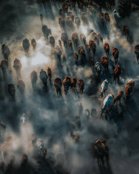 istock Wild Horses in Fog 1815137131
