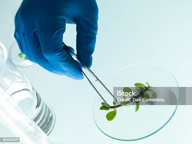 Studiare Una Pianta In Laboratorio - Fotografie stock e altre immagini di Agricoltura - Agricoltura, Analizzare, Bicchiere