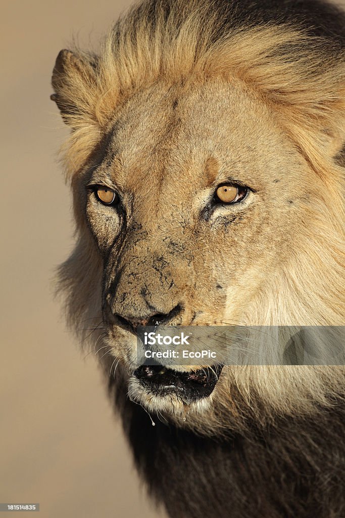 portrait de lion africain - Photo de Afrique libre de droits