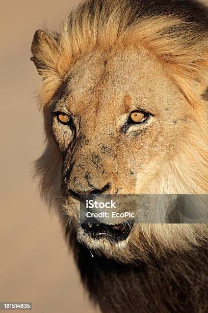 Photo libre de droit de Portrait De Lion Africain banque d'images et plus d'images libres de droit de Afrique - Afrique, Animal mâle, Animaux de safari
