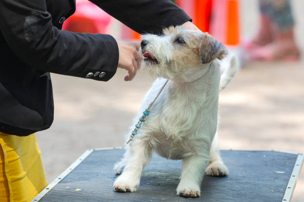 dog grooming