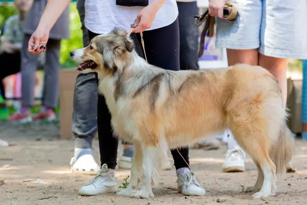 Photo of Shetland Sheepdog (Sheltie) at a dog show.