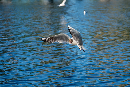 White seagull flies over the surface of the pond. Bird with spread wings.