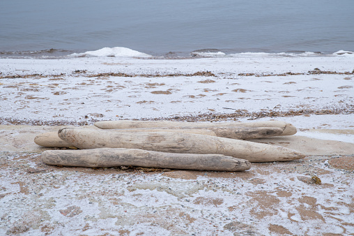 Tree trunks, salted and weather-beaten, washed ashore on the cold northern sea.