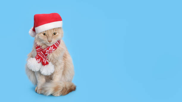 istock Cat wearing red Santa Claus cap. 1815158640